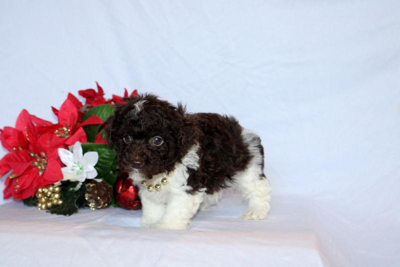 puppy, for, sale, Toy Poodle, Matthew B. Stoltzfus, dog, breeder, Gap, PA, dog-breeder, puppy-for-sale, forsale, nearby, find, puppyfind, locator, puppylocator, aca